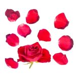 Edible Rose Petals 6p