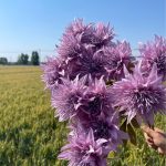 3 headed sea flower5105s3