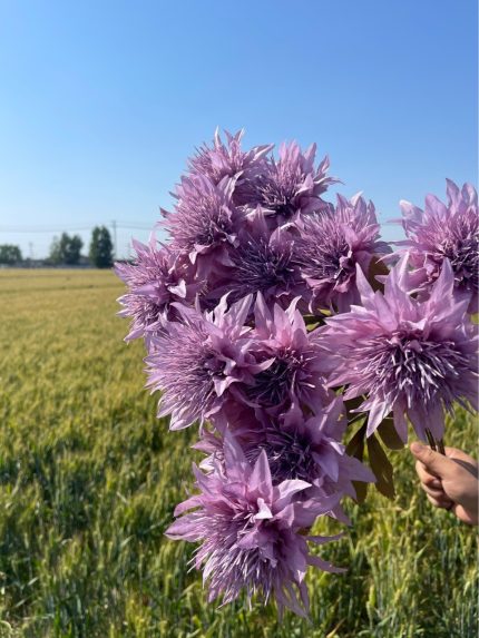 3 headed sea flower5105s3