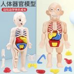 Human model body organs - Image 7