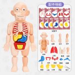 Human model body organs - Image 6