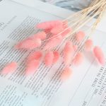 Rabbit tail grass dry flower - 1piece - Image 3