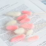 Rabbit tail grass dry flower - 1piece - Image 4