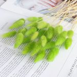 Rabbit tail grass dry flower - 1piece - Image 7