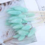 Rabbit tail grass dry flower - 1piece - Image 8