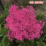 Dry flower branch 1p packet - Image 3