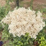 Dry flower branch 1p packet - Image 5