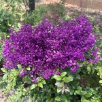 Dry flower branch 1p packet - Image 2